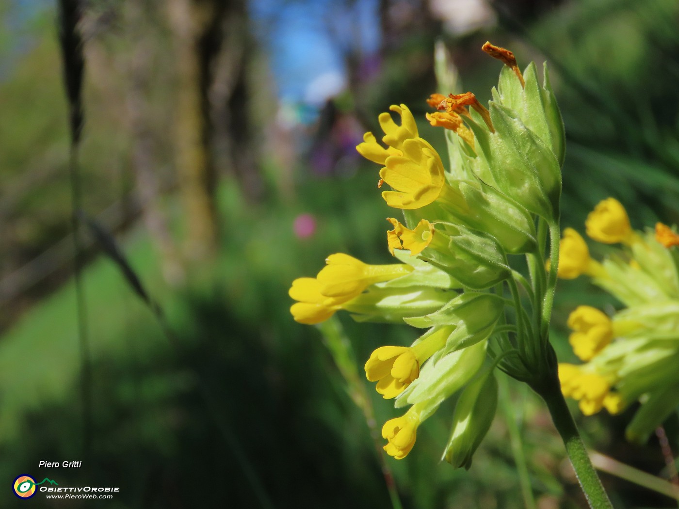 31 Primula veris (Primula odorosa).JPG